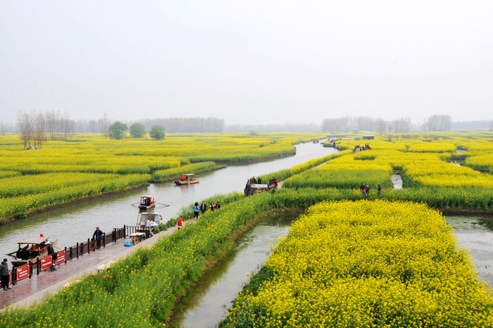 走訪興化油菜花田